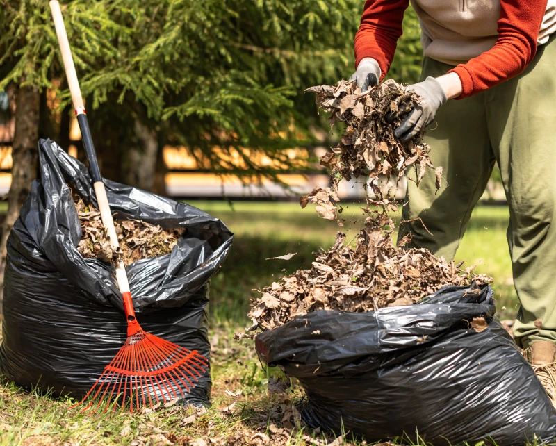 Person raking and bagging dry leaves outdoors in a sunny yard.